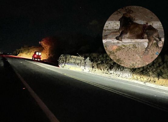 Acidente envolvendo animal na estrada de Central nesta quarta (12) alerta para riscos na região de Irecê