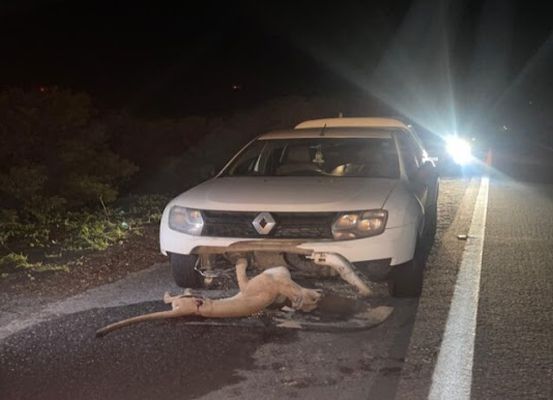 Animal silvestre é atropelado entre Morro do Chapéu e Cafarnaum; suspeita é de que seja uma onça-parda
