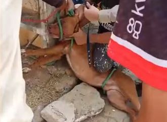 Ataques de Pitbulls deixam rastro de destruição e feridos na região