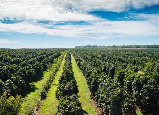 Bahia se consolida como maior produtor de café do Nordeste e o 4º maior do Brasil