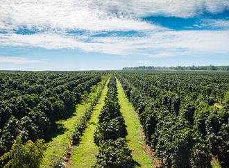 Bahia se consolida como maior produtor de café do Nordeste e o 4º maior do Brasil