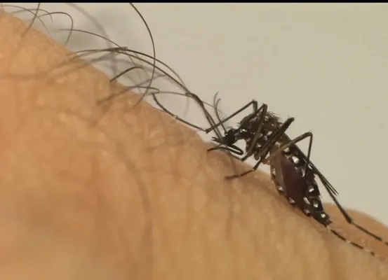Brasil ultrapassa 5 milhões de casos de dengue e bate novo recorde; número de mortes de aproxima de 3 mil