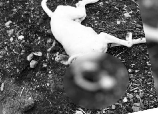 Cachorro é morto a tiros, e provoca revolta de moradores de povoado de Irecê