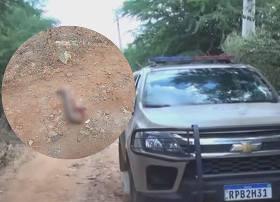 Cães em situação de rua podem estar violando sepulturas no cemitério de Irecê
