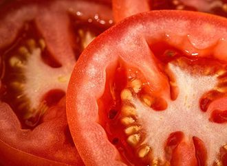 Calor e pouca chuva prejudicam safra de tomate de Irecê em 2025