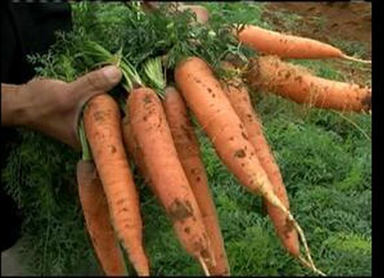 Cenoura/CEPEA: Devido a estiagem, região de Irecê entra em estado de emergência