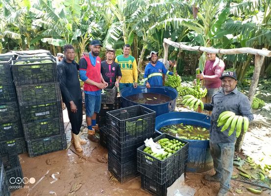 Colheita de banana em Irecê reforça potencial da fruticultura irrigada no Médio São Francisco