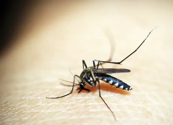 Dengue: Brasil ultrapassa meio milhão de casos prováveis este ano