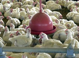 Gripe aviária: tire suas dúvidas sobre doença que afeta aves