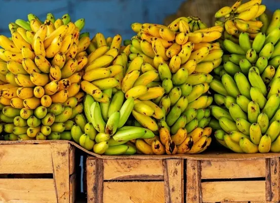 Ibipeba se destaca na produção de banana e ocupa 14ª posição na Bahia
