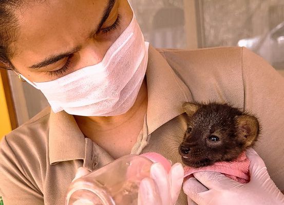Lobo-guará vítima de incêndio florestal é resgatado pelo Inema