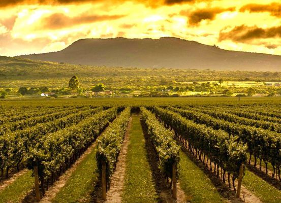 Morro do Chapéu é consagrada como a Capital do Vinho da Chapada Diamantina