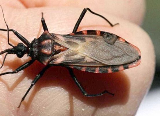 Mortalidade por doença de Chagas na região de Irecê é superior a média nacional