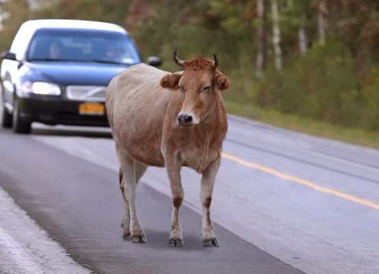 Motociclista fica gravemente ferido após colisão contra animal na BA 801