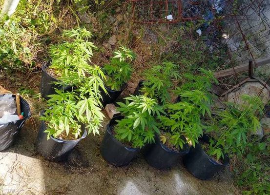 Mulher que plantava maconha em casa é presa por tráfico em Barra do Mendes