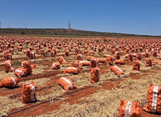 Oferta de cebola recua na Bahia, porém preços se mantêm