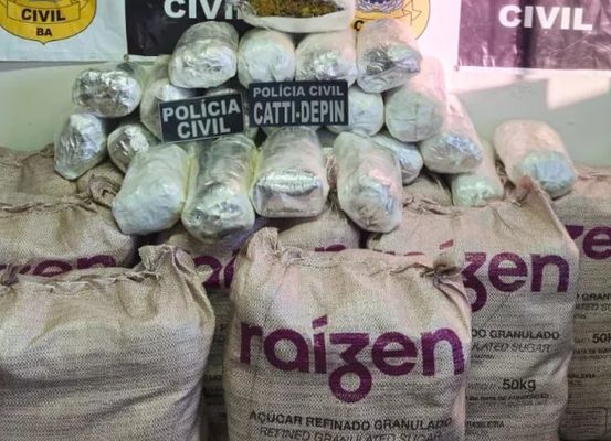 Polícia Civil apreende 100kg de maconha em Irecê; veja vídeo da operação