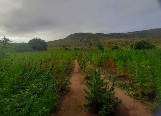 Polícia Civil desmantela grande esquema de tráfico de drogas em Morro do Chapéu