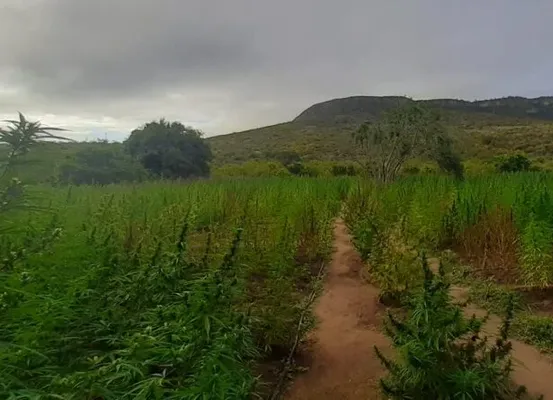Polícia descobre nova plantação de maconha em Morro do Chapéu; município já soma 180 mil pés apreendidos