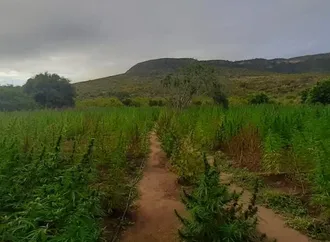 Polícia descobre nova plantação de maconha em Morro do Chapéu; município já soma 180 mil pés apreendidos
