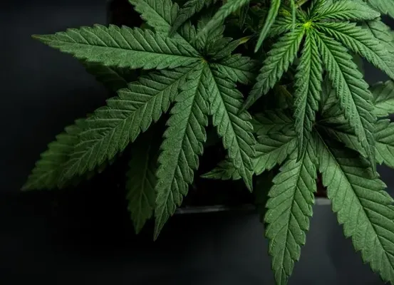 Polícia militar apreende maconha proveniente de plantação de maconha de João Dourado