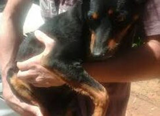 Polícia Militar registra caso de maus-tratos a animal em Canarana