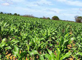 Preço do milho recua e beneficia pequenos criadores; Conab envia 65 mil toneladas para reforçar abastecimento