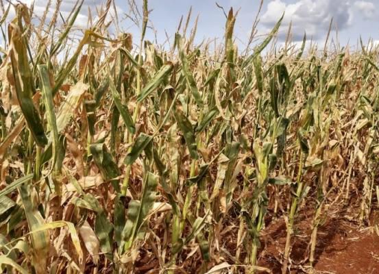 Seca compromete lavouras em Irecê e ameaça safras de milho e cebola