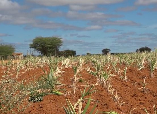 Seca devasta lavouras em Irecê: quase toda a plantação de milho está perdida