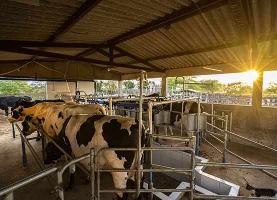 Senar abre 80 vagas em Irecê para cursos gratuitos no setor agropecuário.