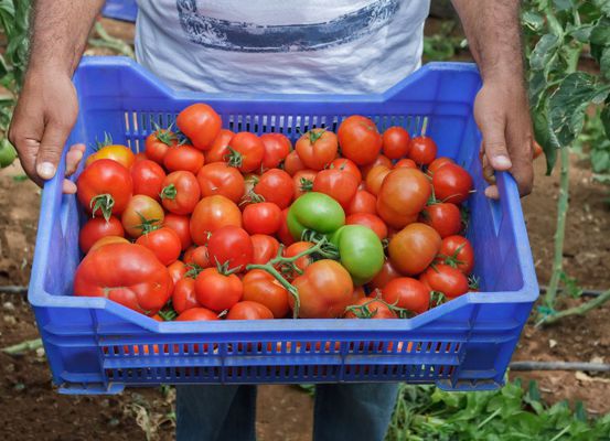 Sete municípios da região de Irecê se destacam entre os maiores produtores de tomate da Bahia