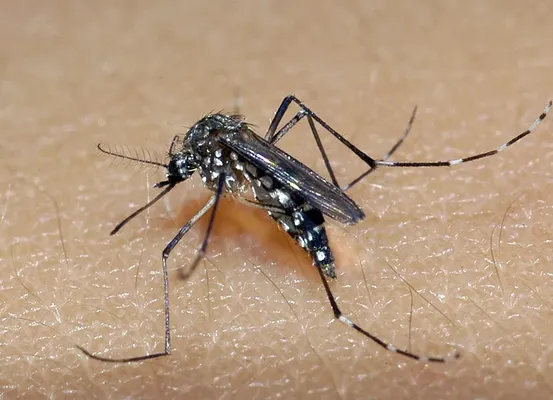 Sobe para 60 número de mortes por dengue na Bahia