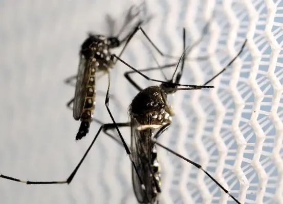 Vacinação em massa contra dengue não ocorrerá em 2025